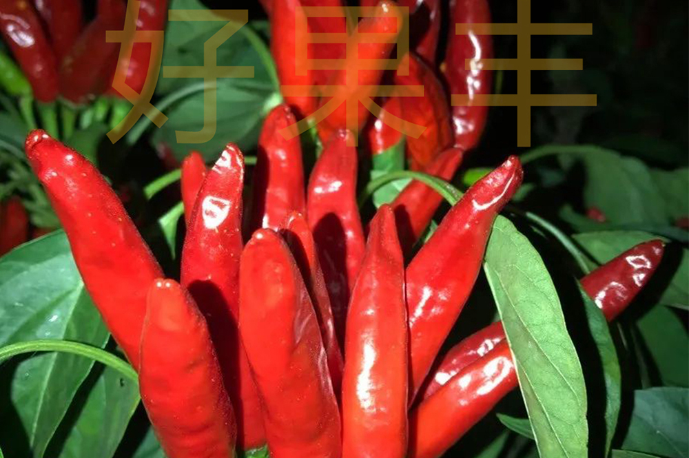 Haoguofeng has obvious effect on color change and yield increase in pepper