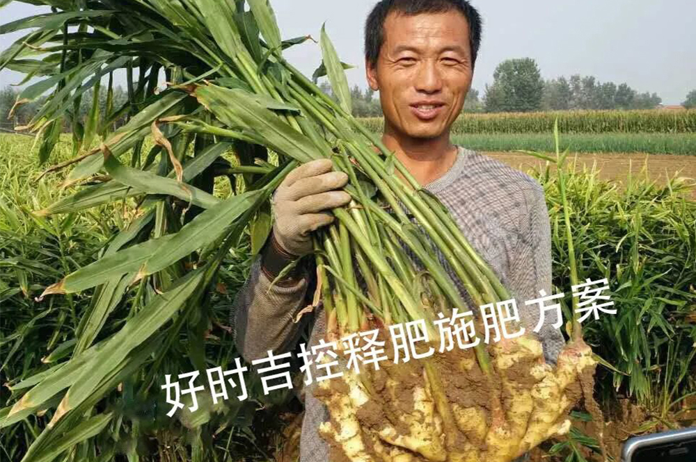 Jiang Nong is satisfied with the results! Hershey controlled release fertilizer